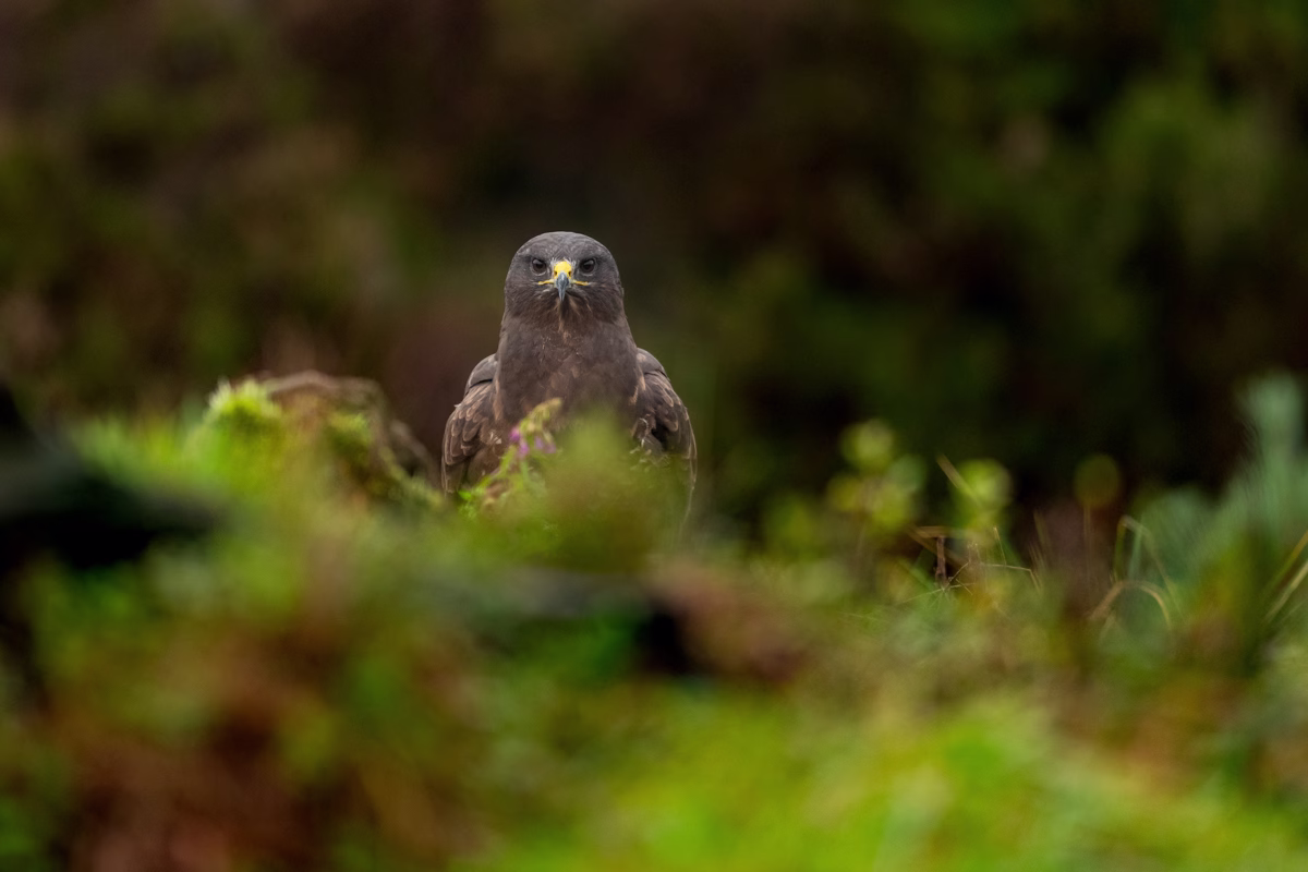 Common buzzard making eye contact