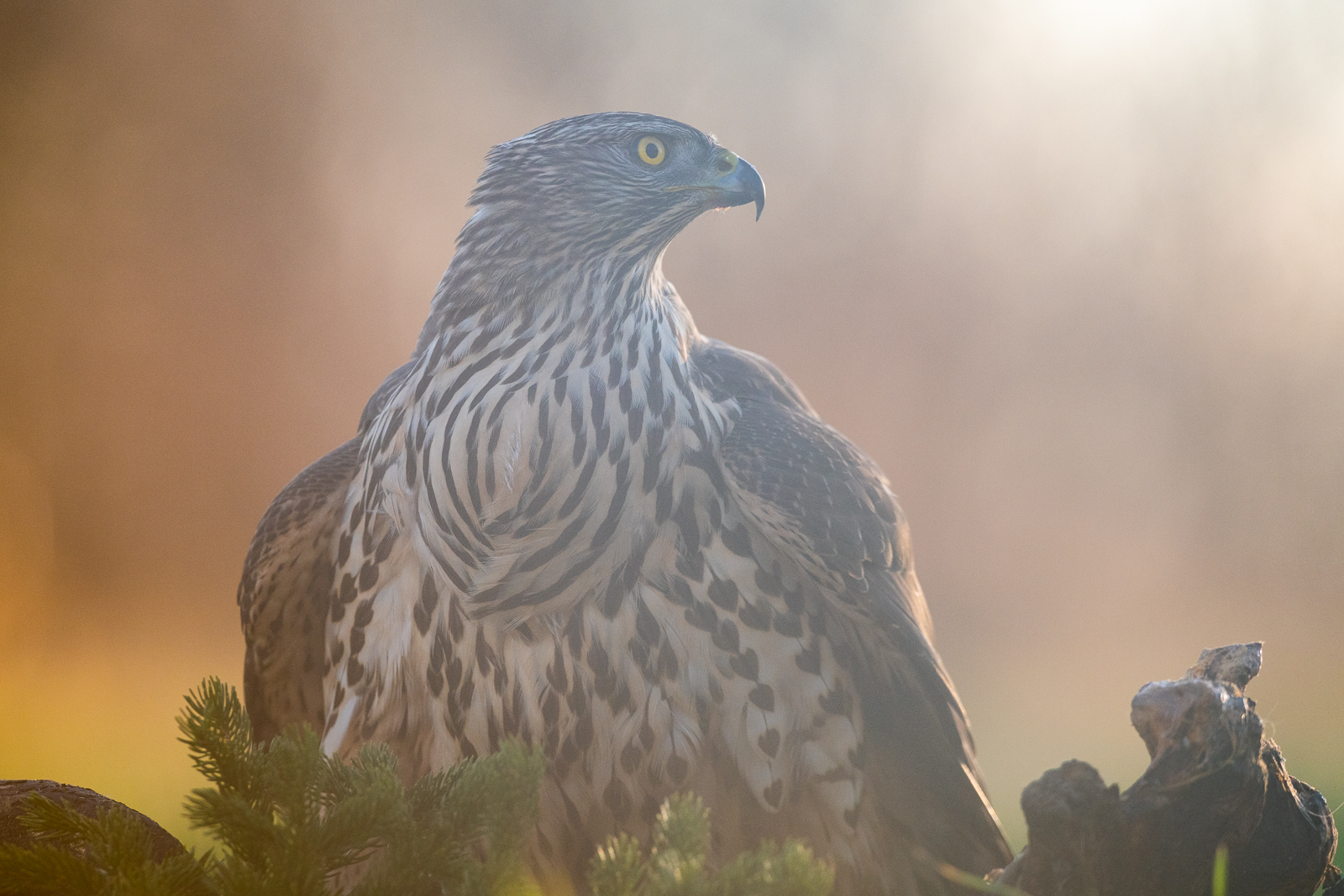 Goshawk in backlight #2