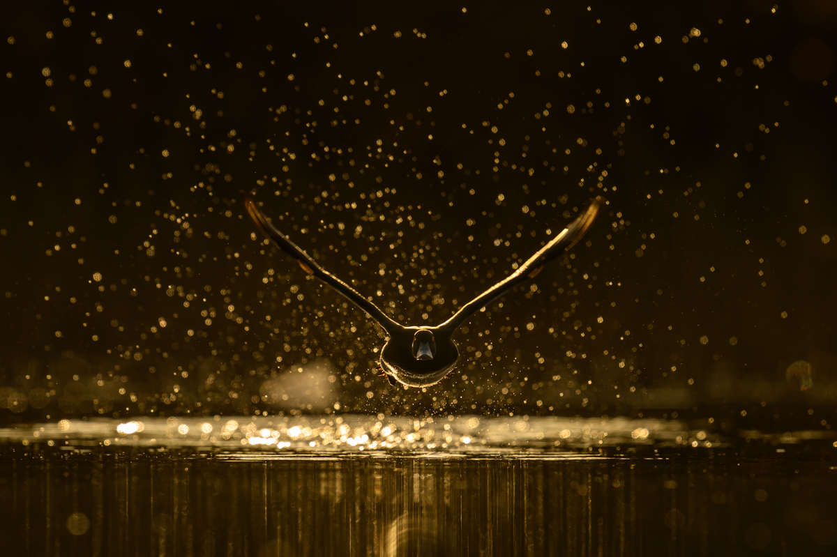 Tufted duck in flight in golden light