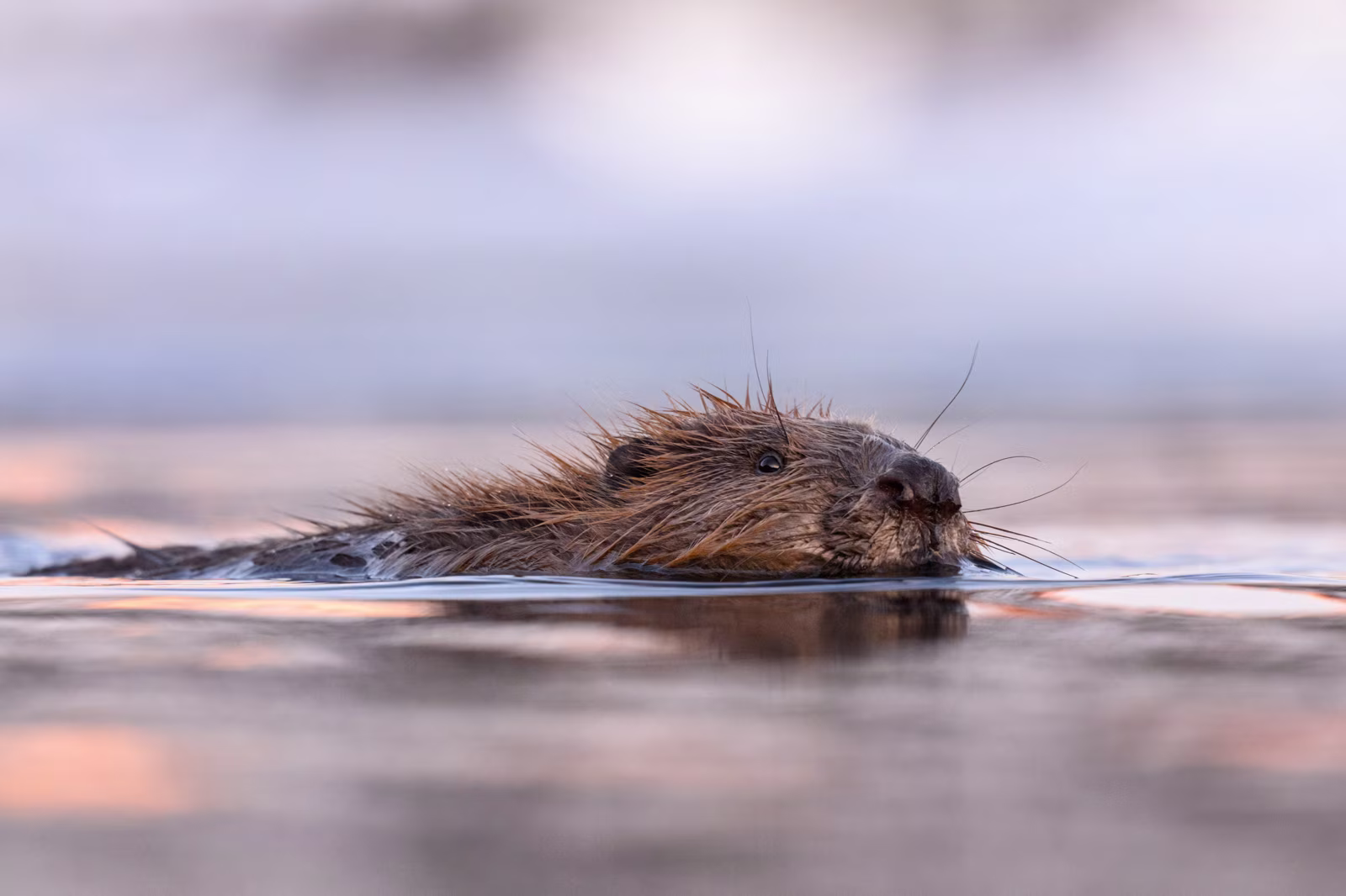 Beaver swimming in the evening light