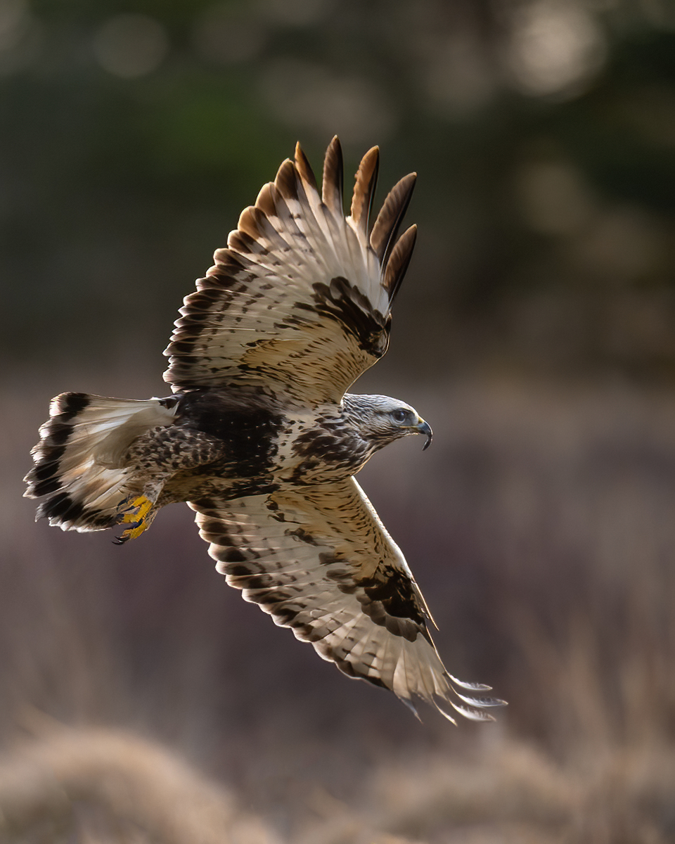 Rough-legged buzzard flying over the marsh