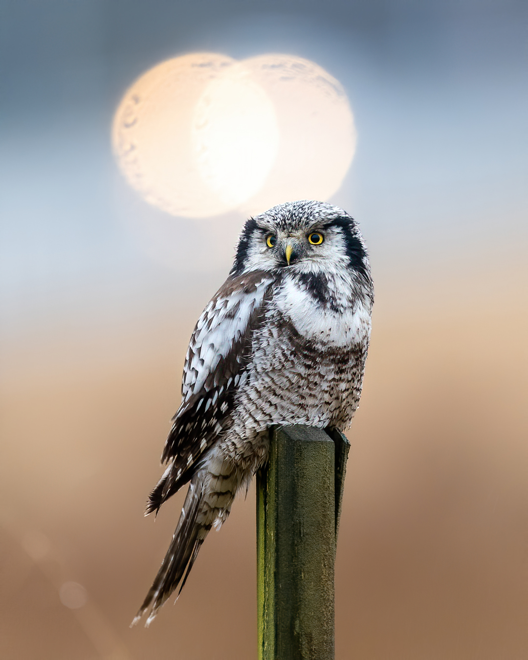 Northern hawk owl and lights