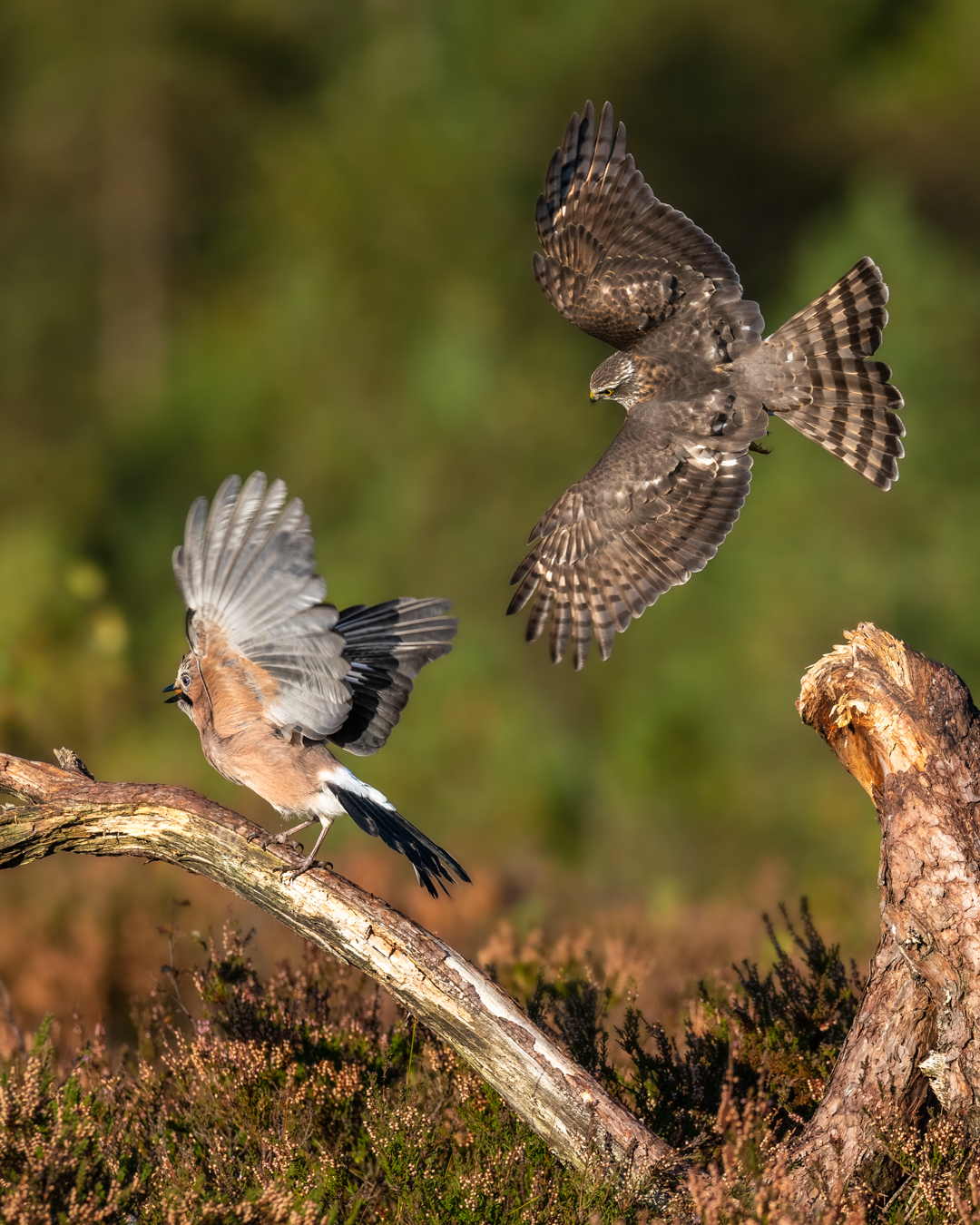 Sparrowhawk hunting jay