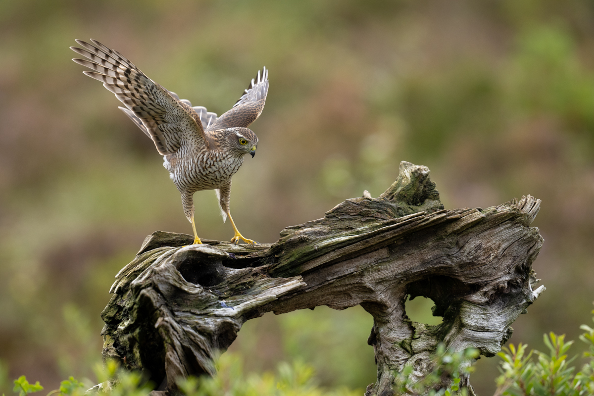Sparrowhawk landing on the old log
