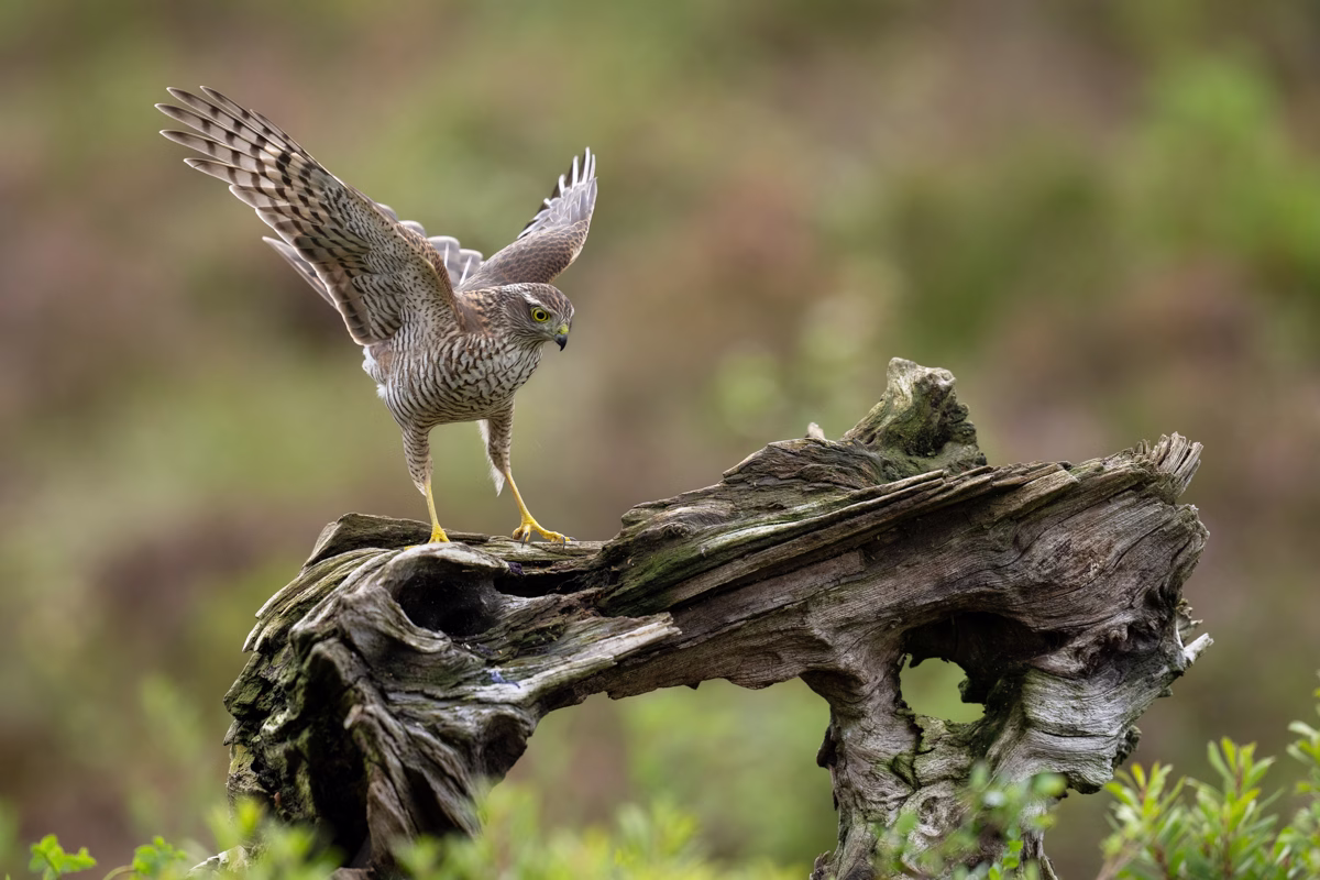 Sparrowhawk landing on the old log