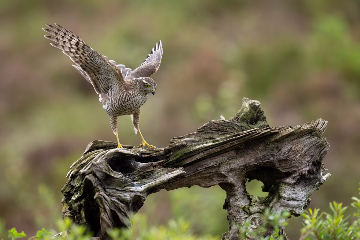Sparrowhawk landing on the old log