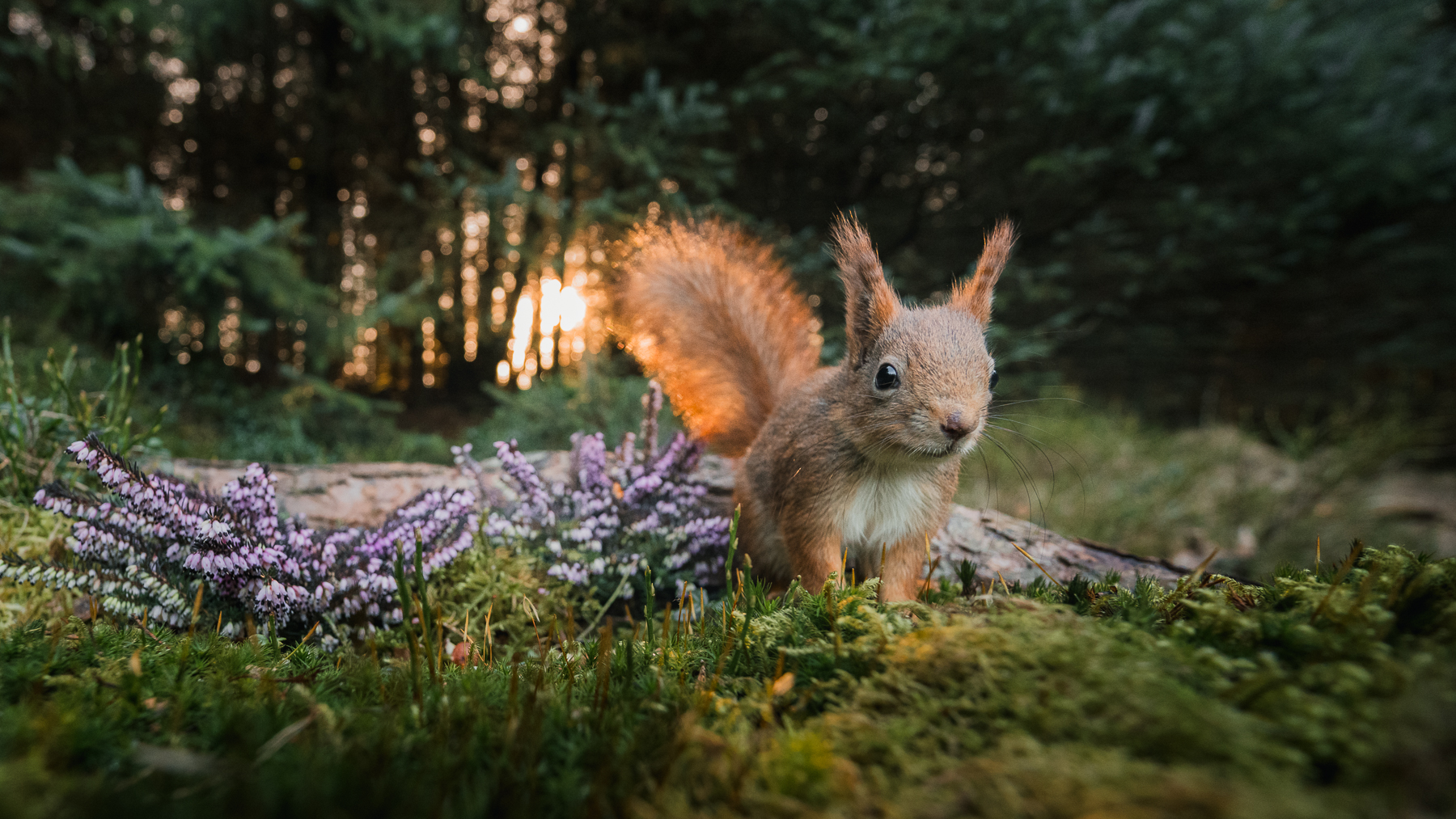 Squirrel in the sunset