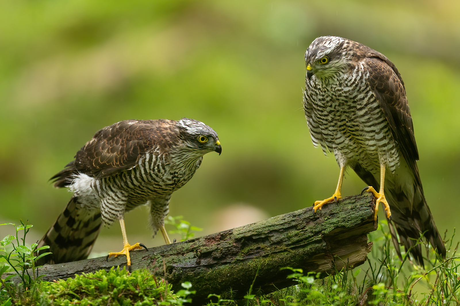 Two sparrowhawks in the rain