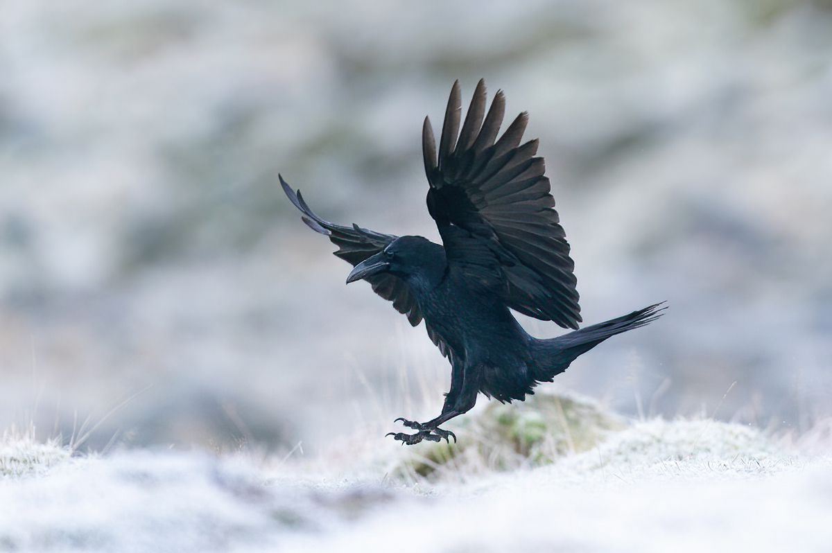 Raven landing in frosty conditions