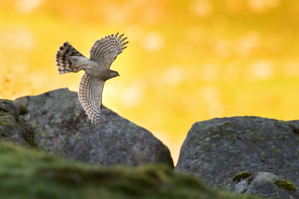 Sparrowhawk over backlit valley