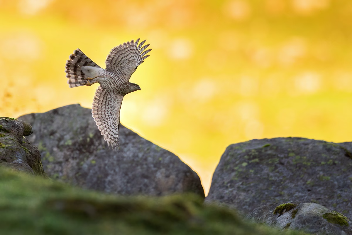 Sparrowhawk over backlit valley