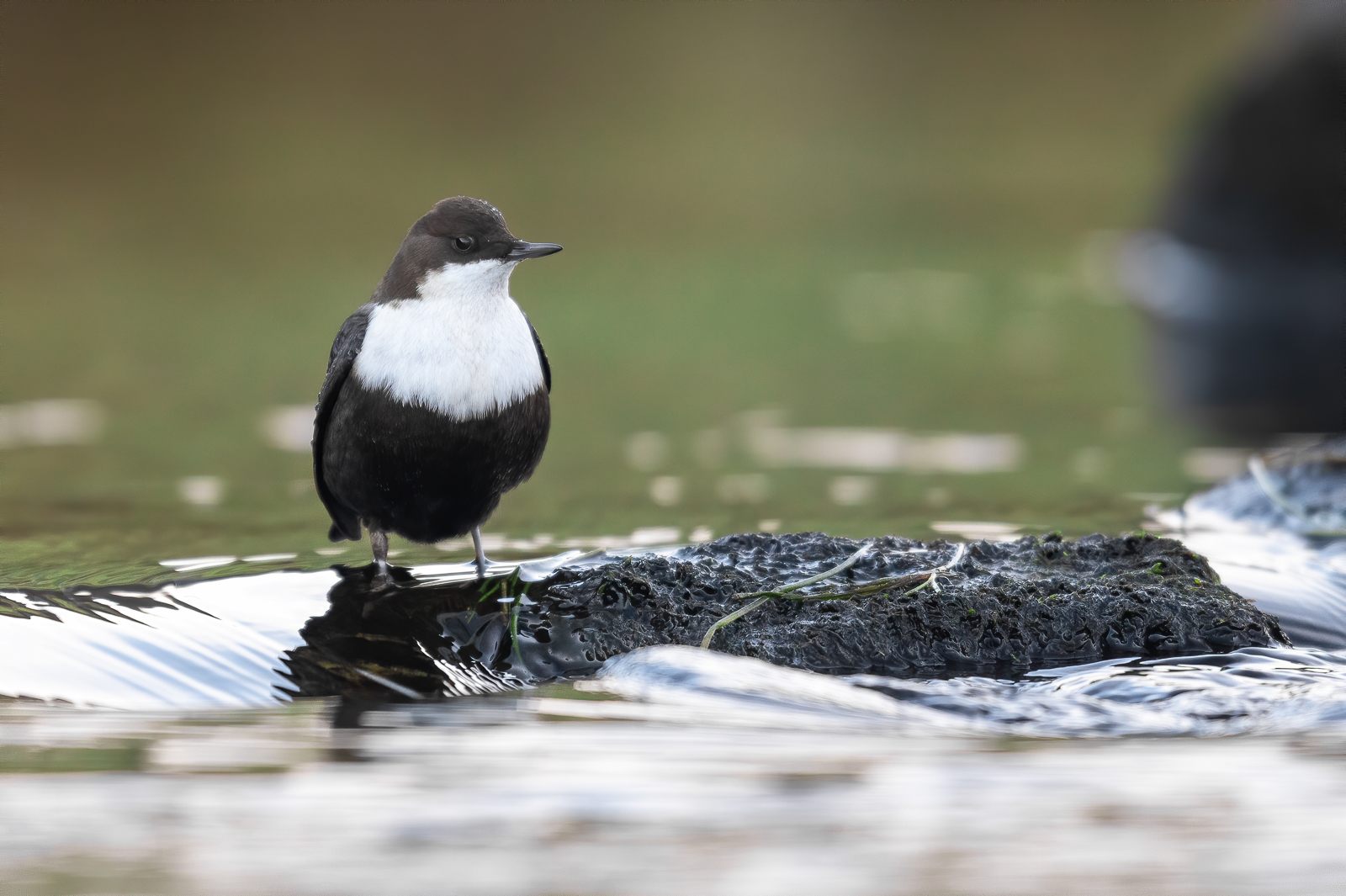 Dipper resting on a stone