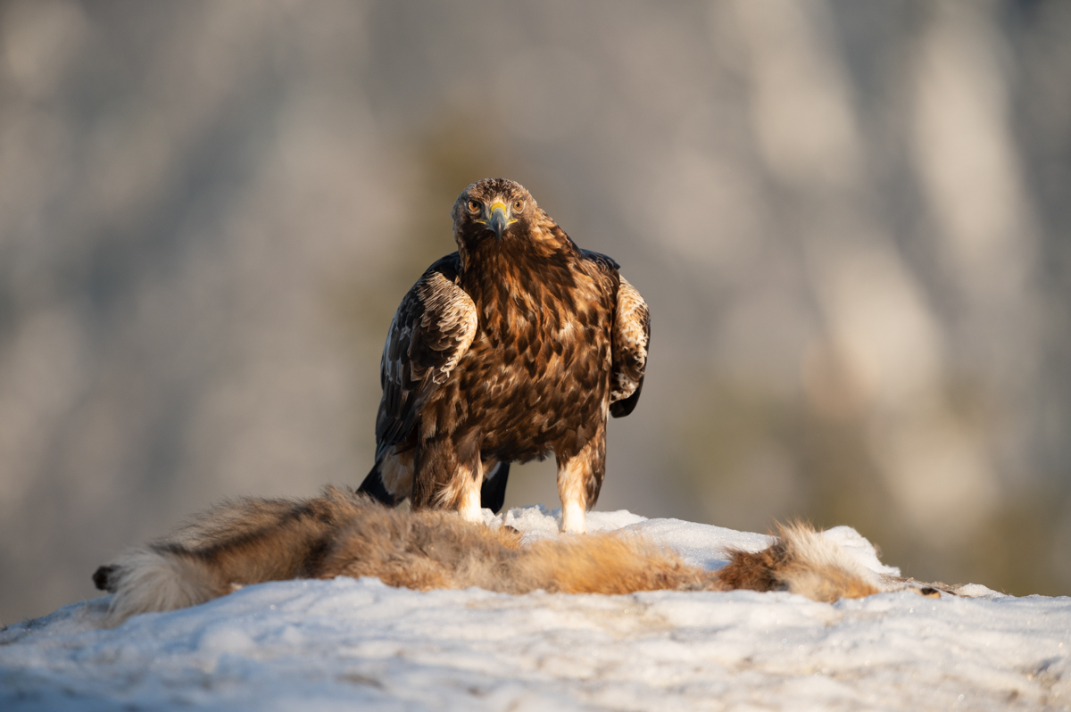Golden Eagle in the mountains