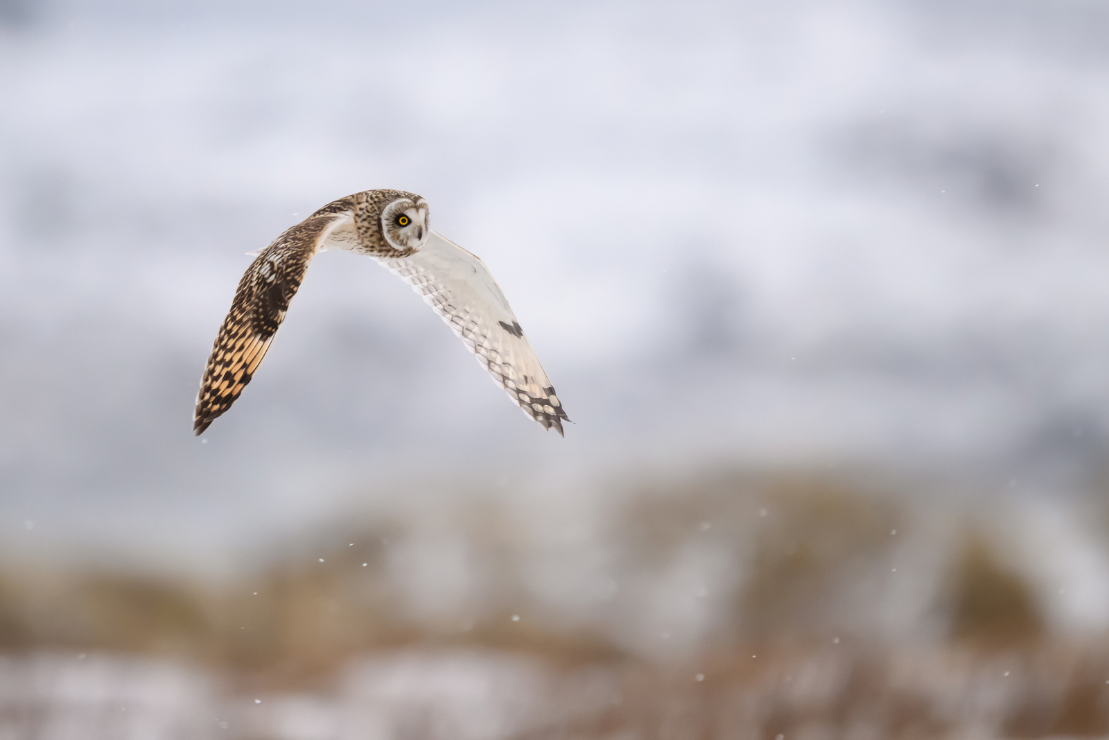 Short-eared owl hunting