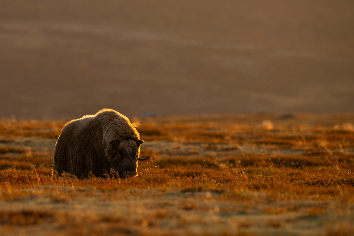 Muskox bull in backlight morning sun