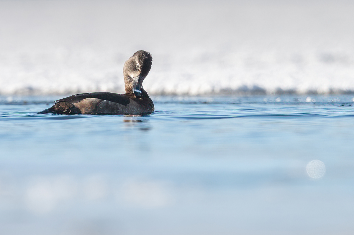 Ring-necked duck preening her feathers