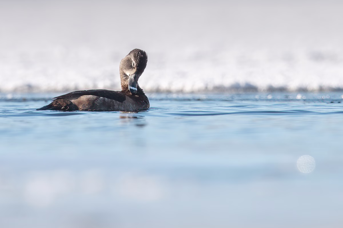Ring-necked duck preening her feathers