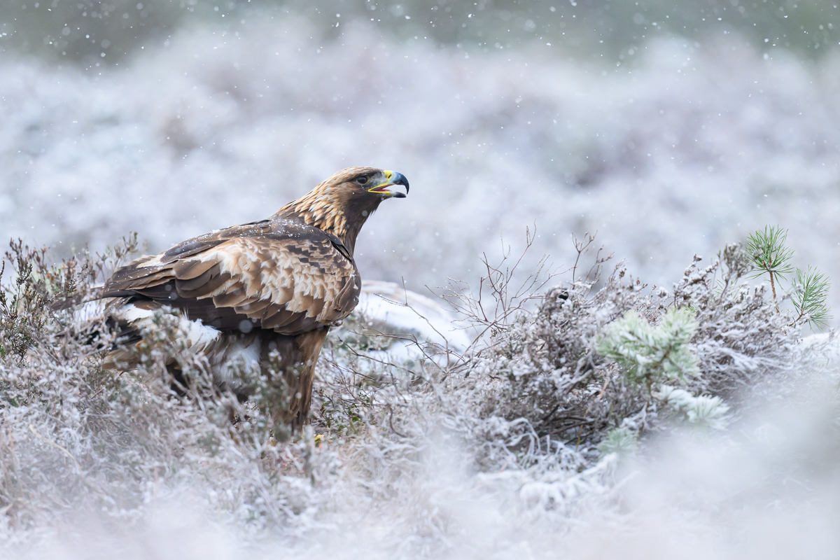 Adult golden eagle in winter conditions