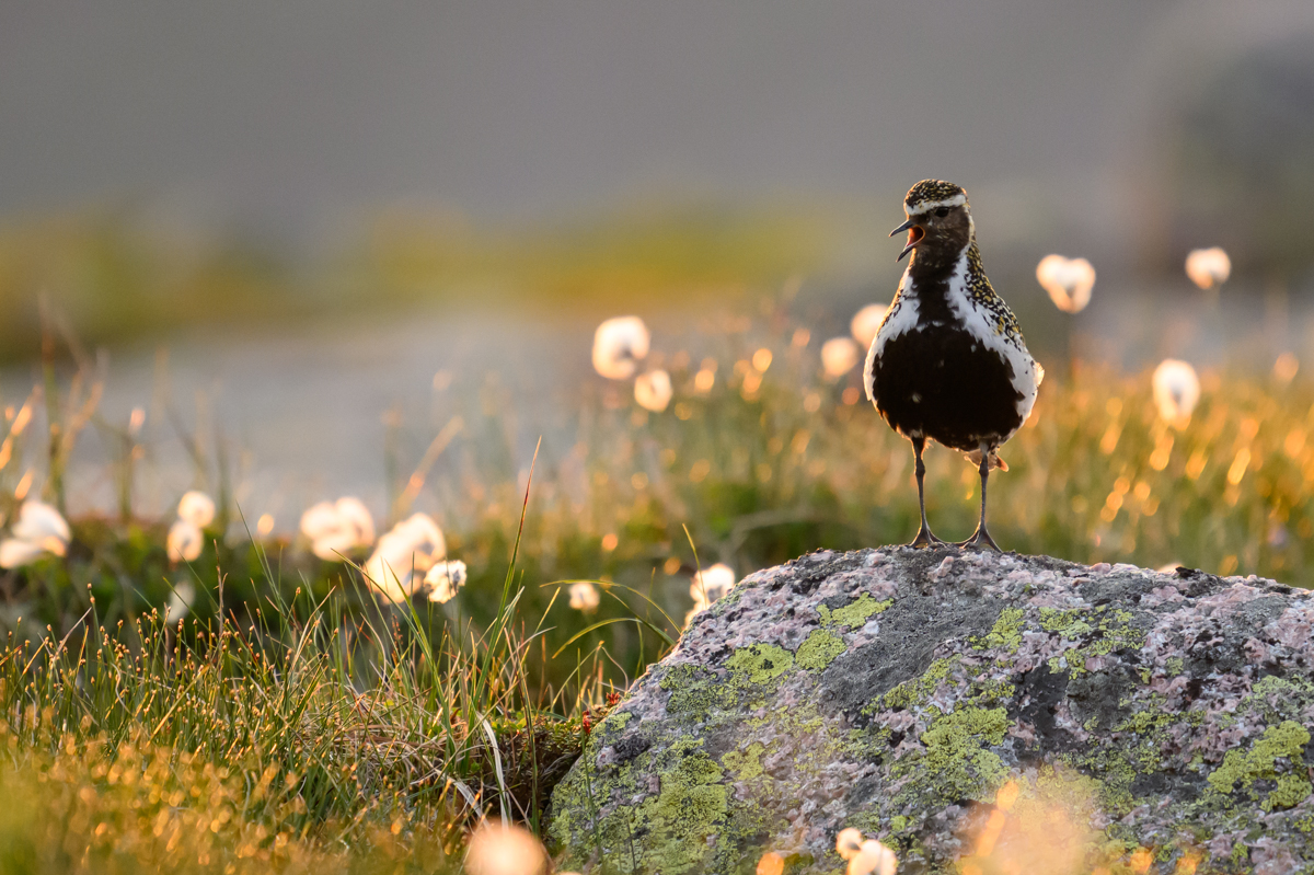 Golden plover on a rock