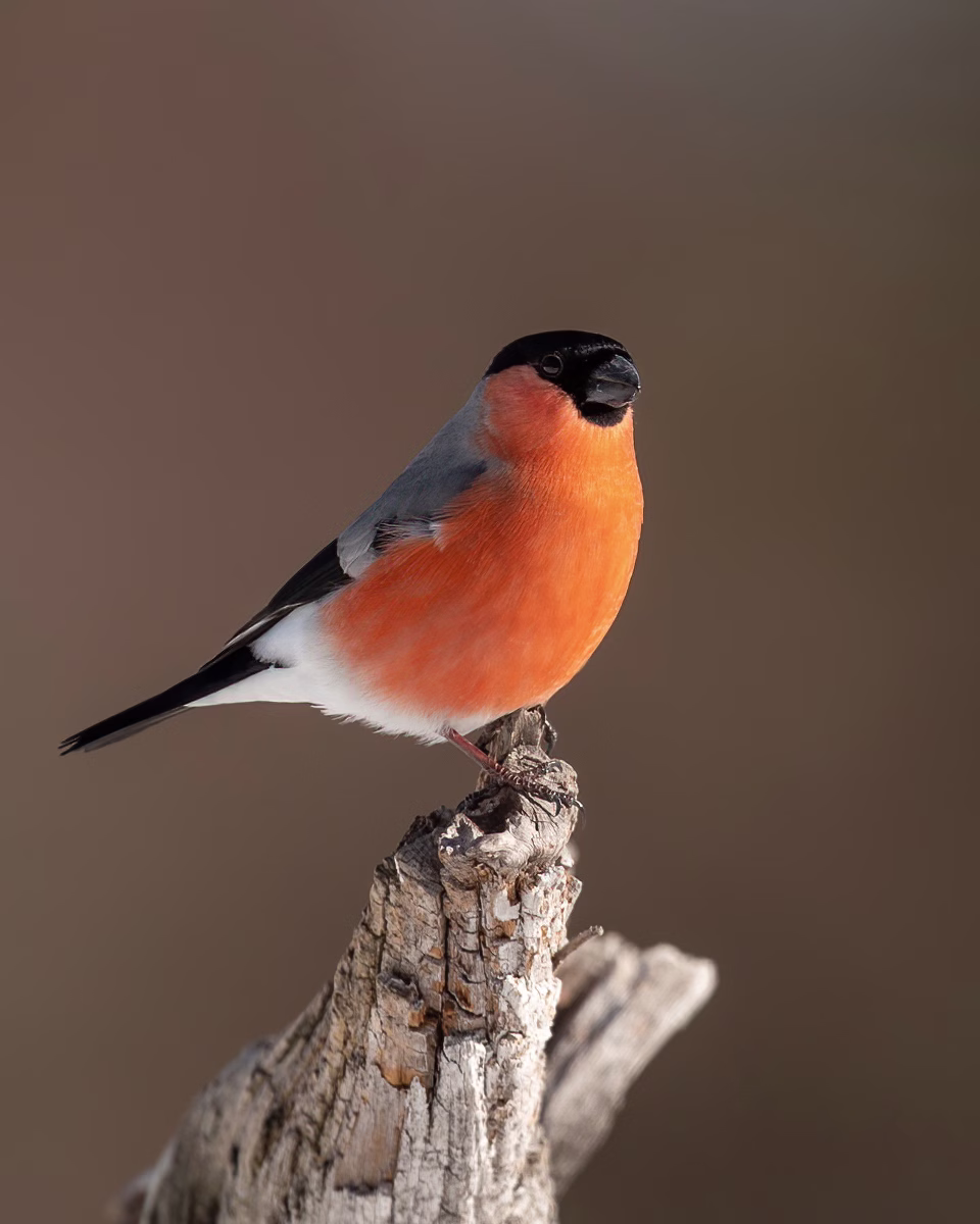 Male bullfinch on old log