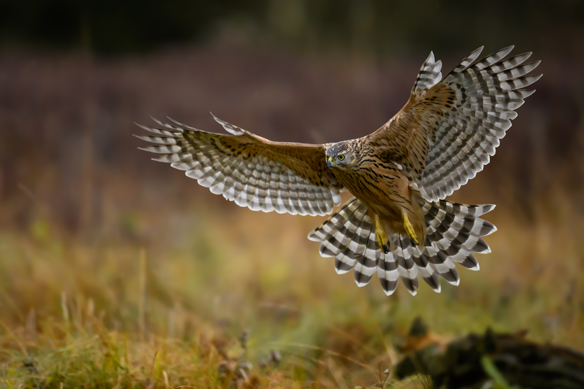 Young goshawk in flight