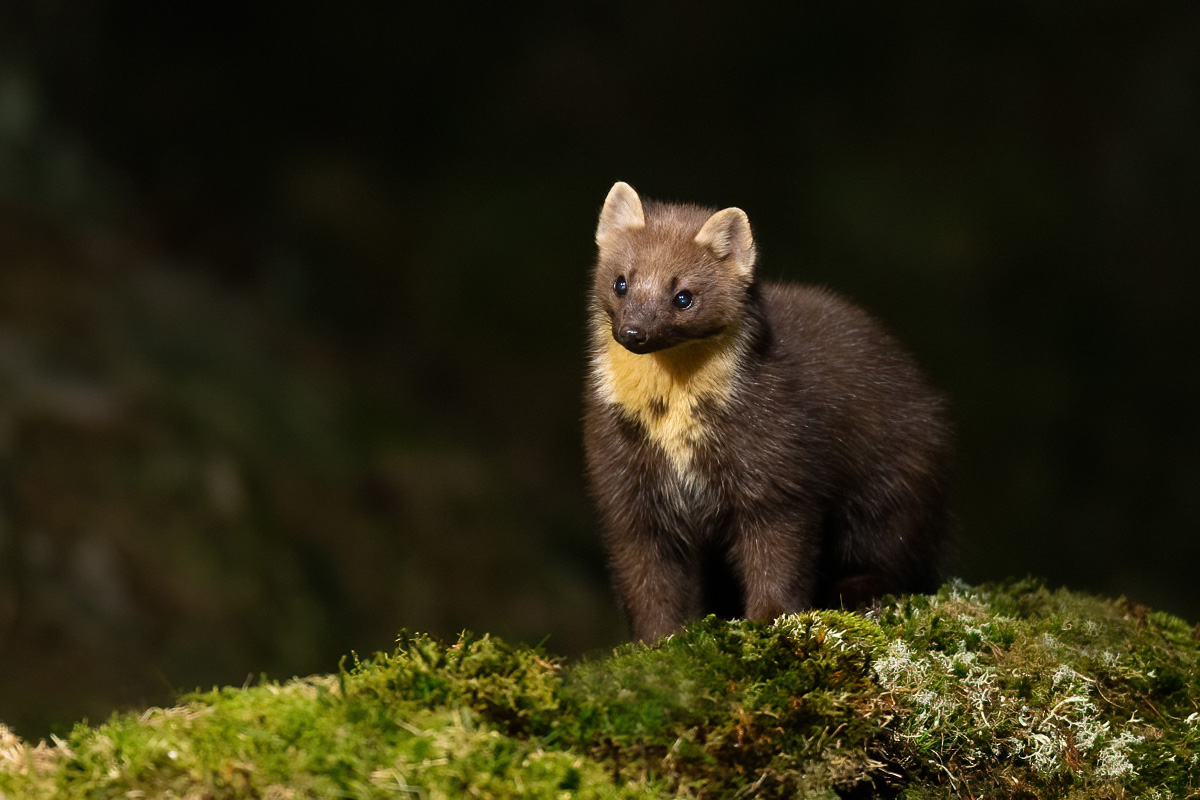 Pine marten on an evening visit