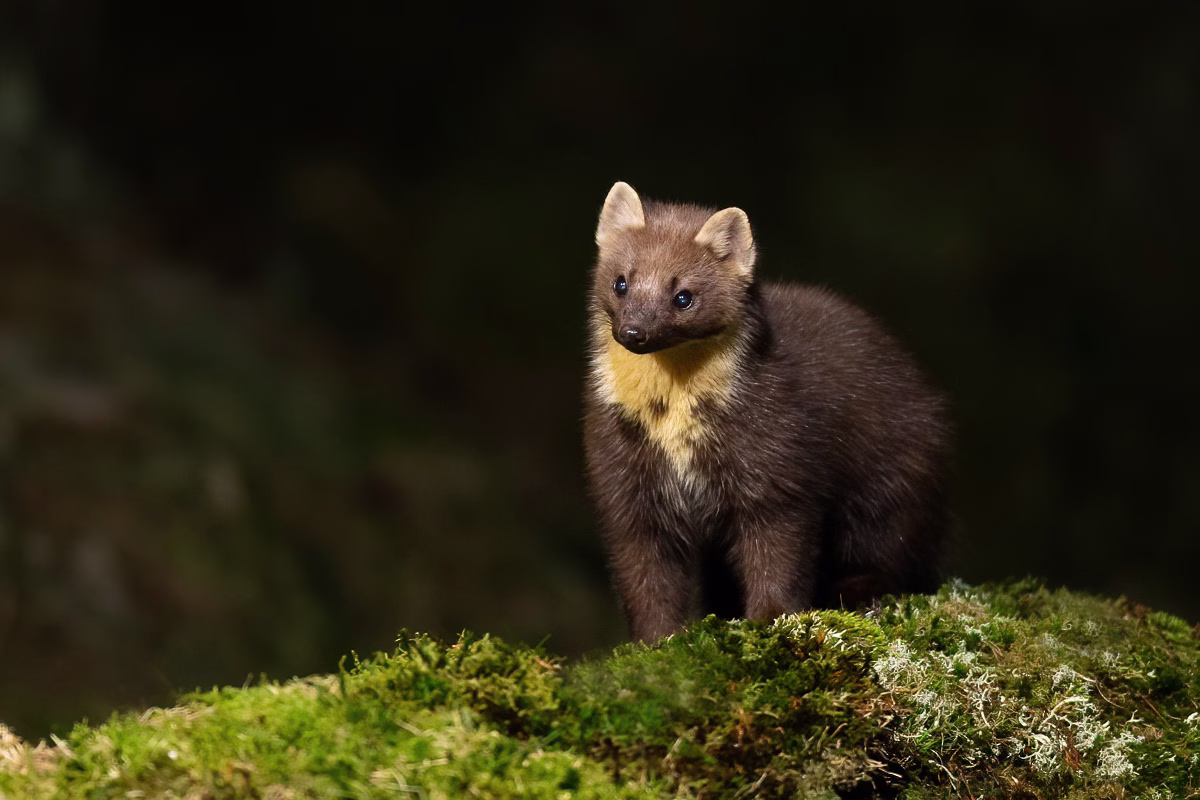 Pine marten on an evening visit