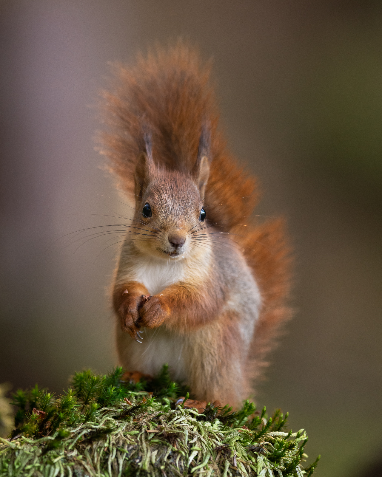 Squirrel on a mossy log