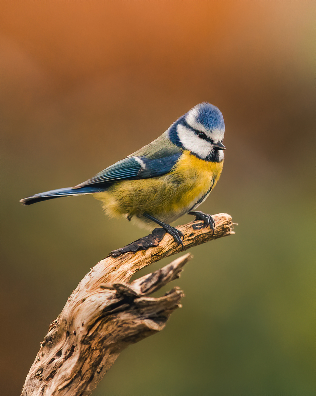 Blue tit with an overview