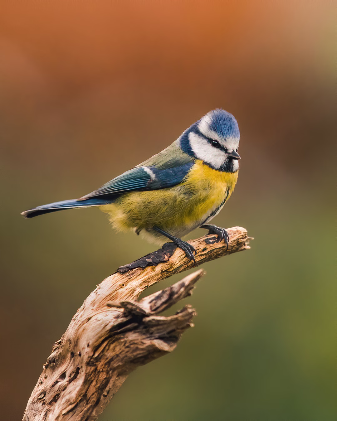 Blue tit with an overview