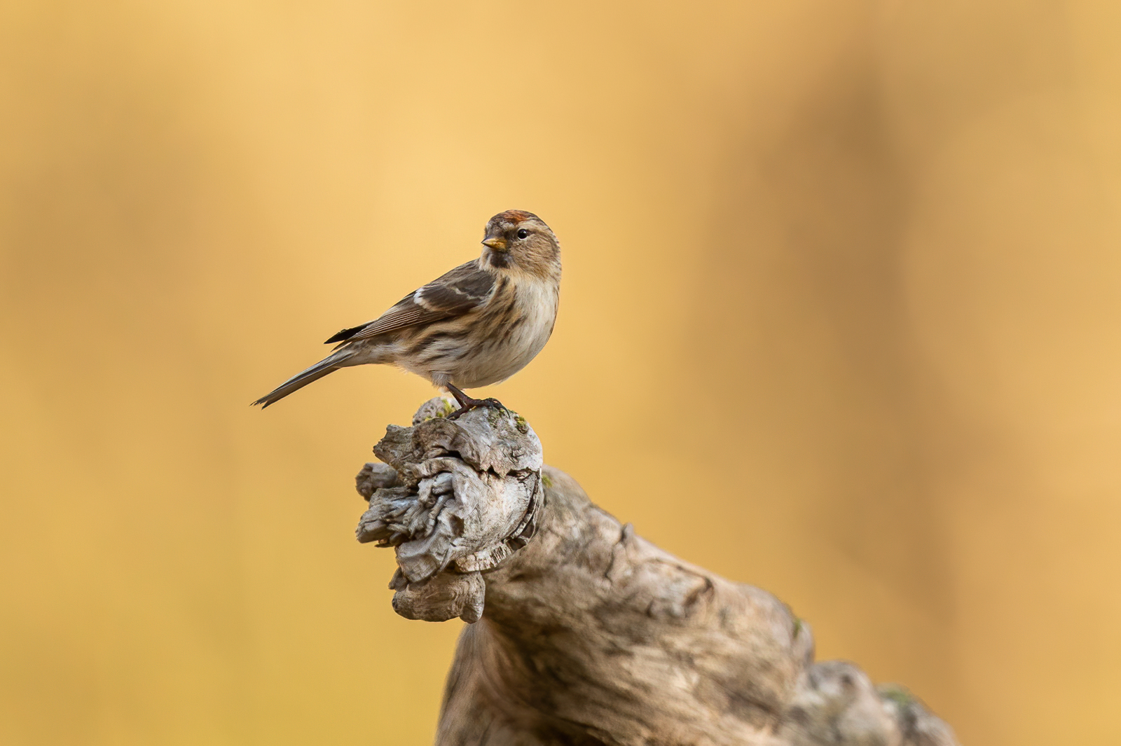 Mealy Redpoll in the forest