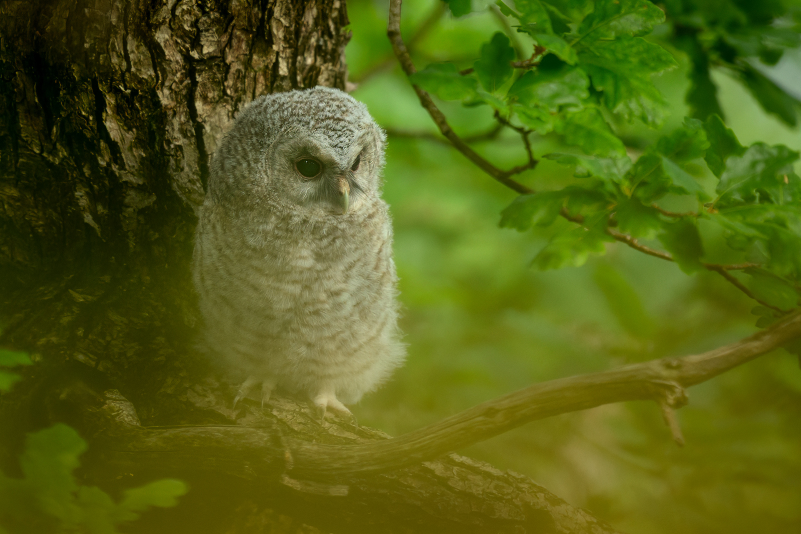 Tawny owl chick resting in the summer forest