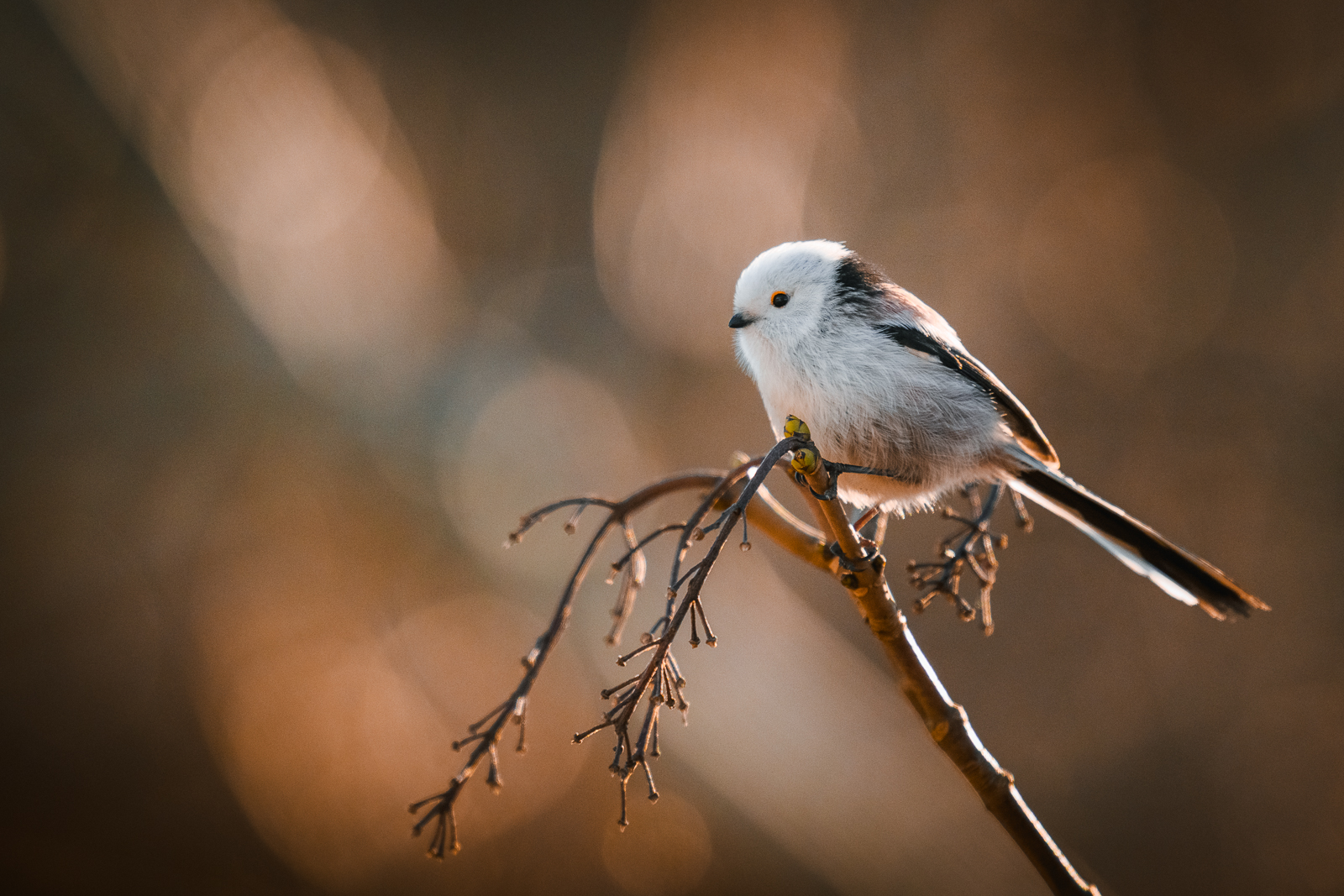 The long-tailed tit on a twig