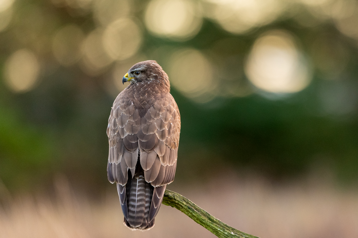 Common buzzard in morning light