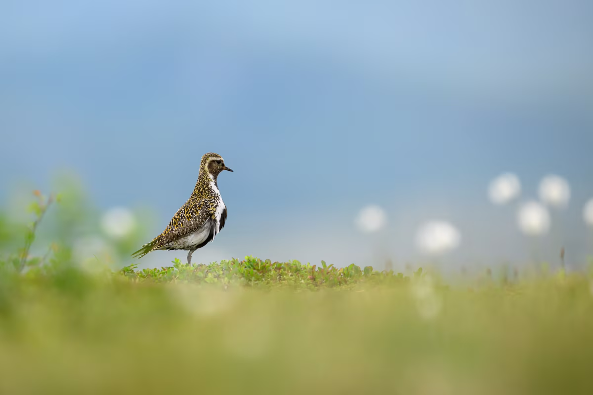 Golden plover in the mountain