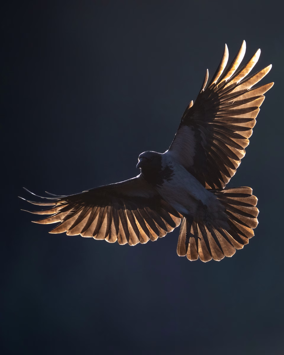 Hooded crow in backlight