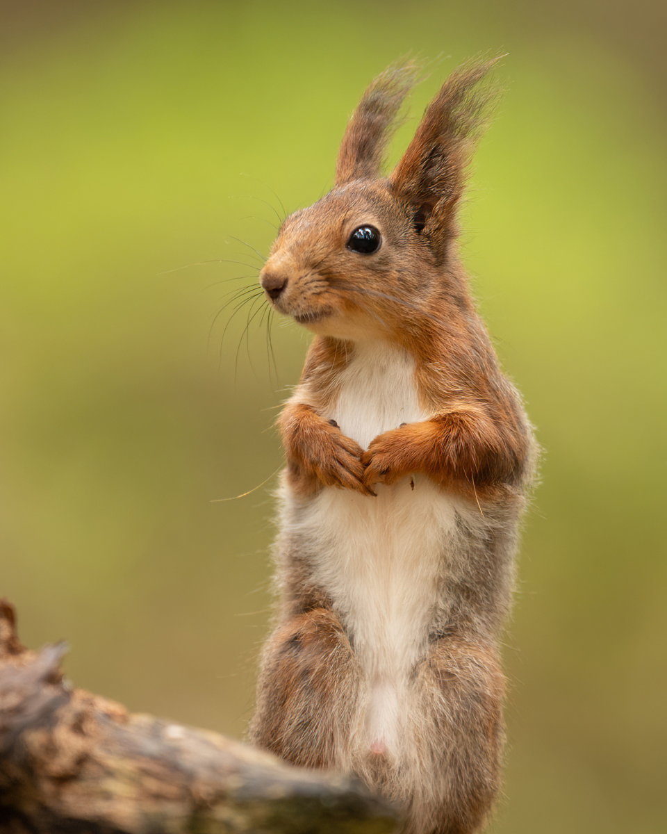 Curious squirrel on two legs