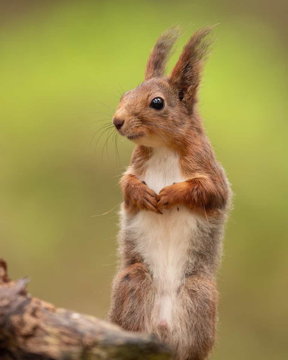 Curious squirrel on two legs