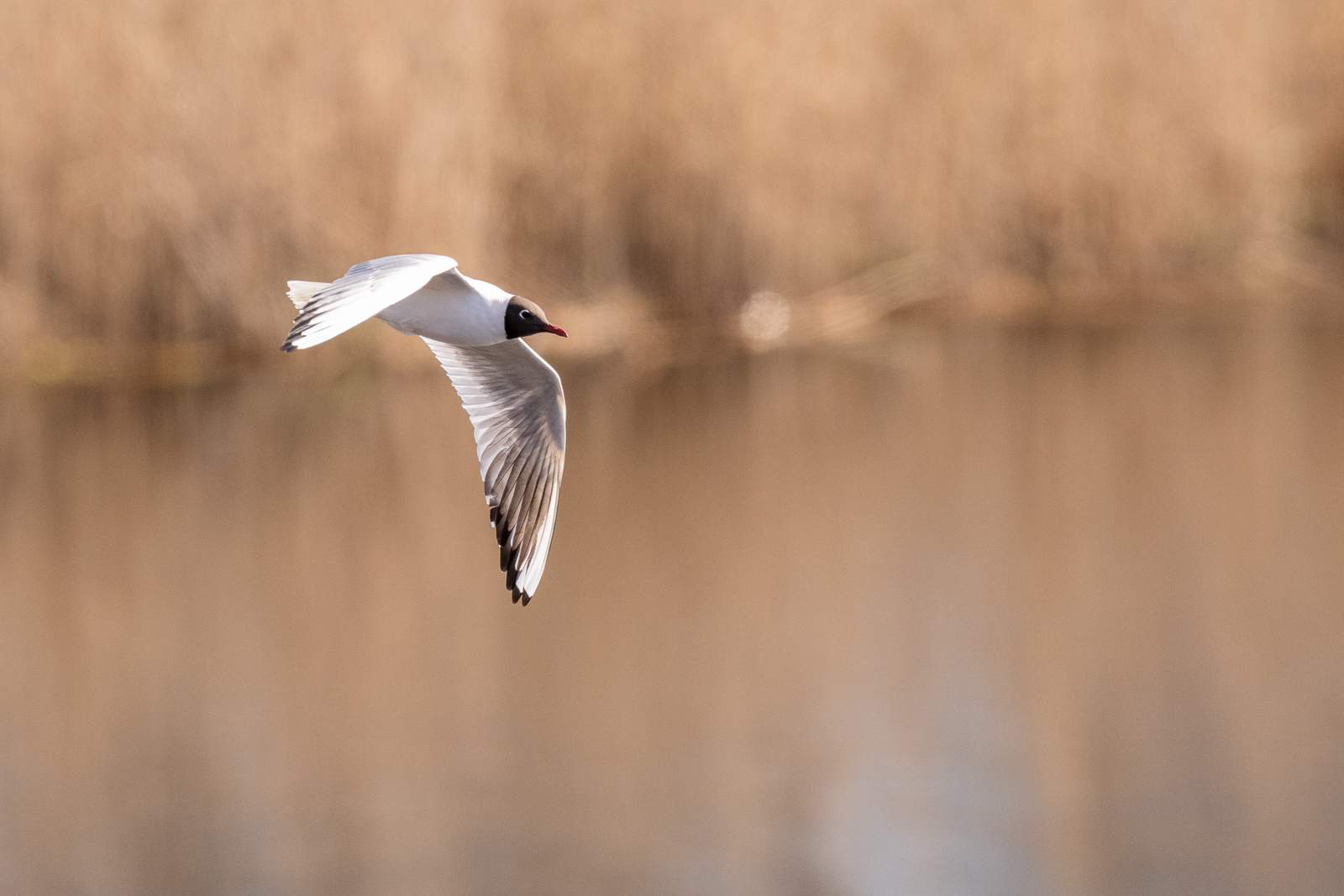 Black headed gull in flight