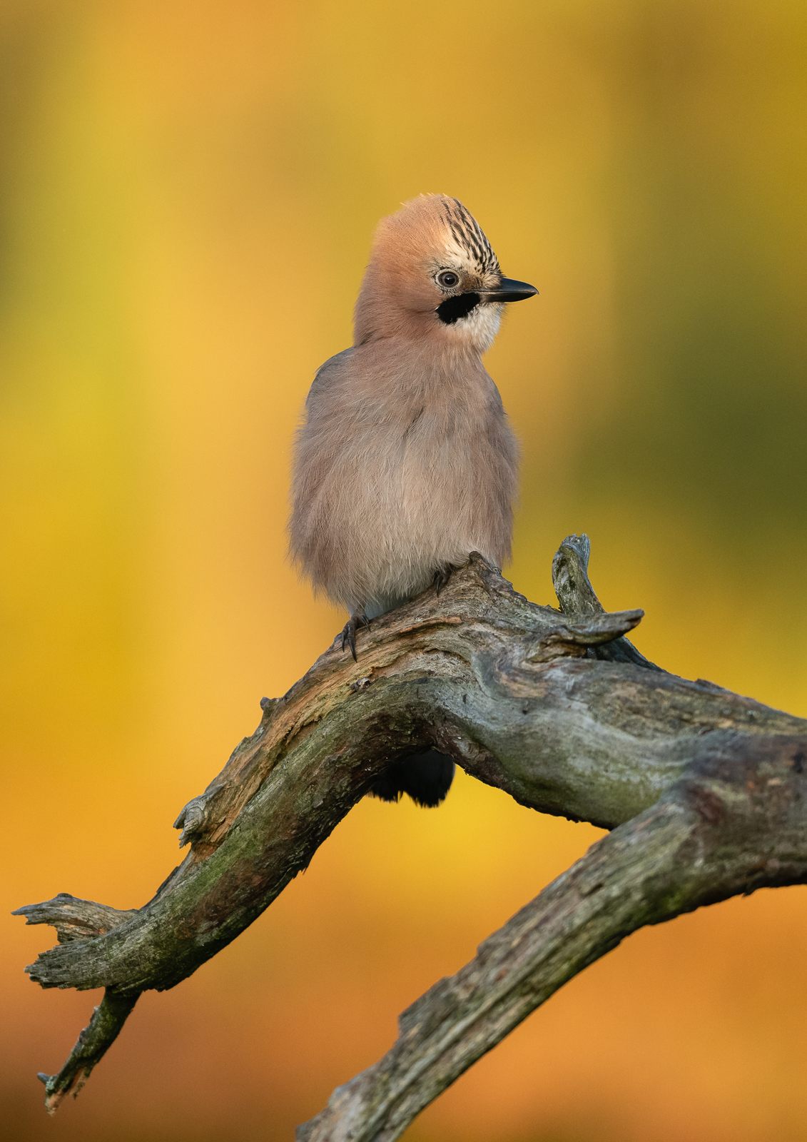 Eurasian jay with an autumn backdrop