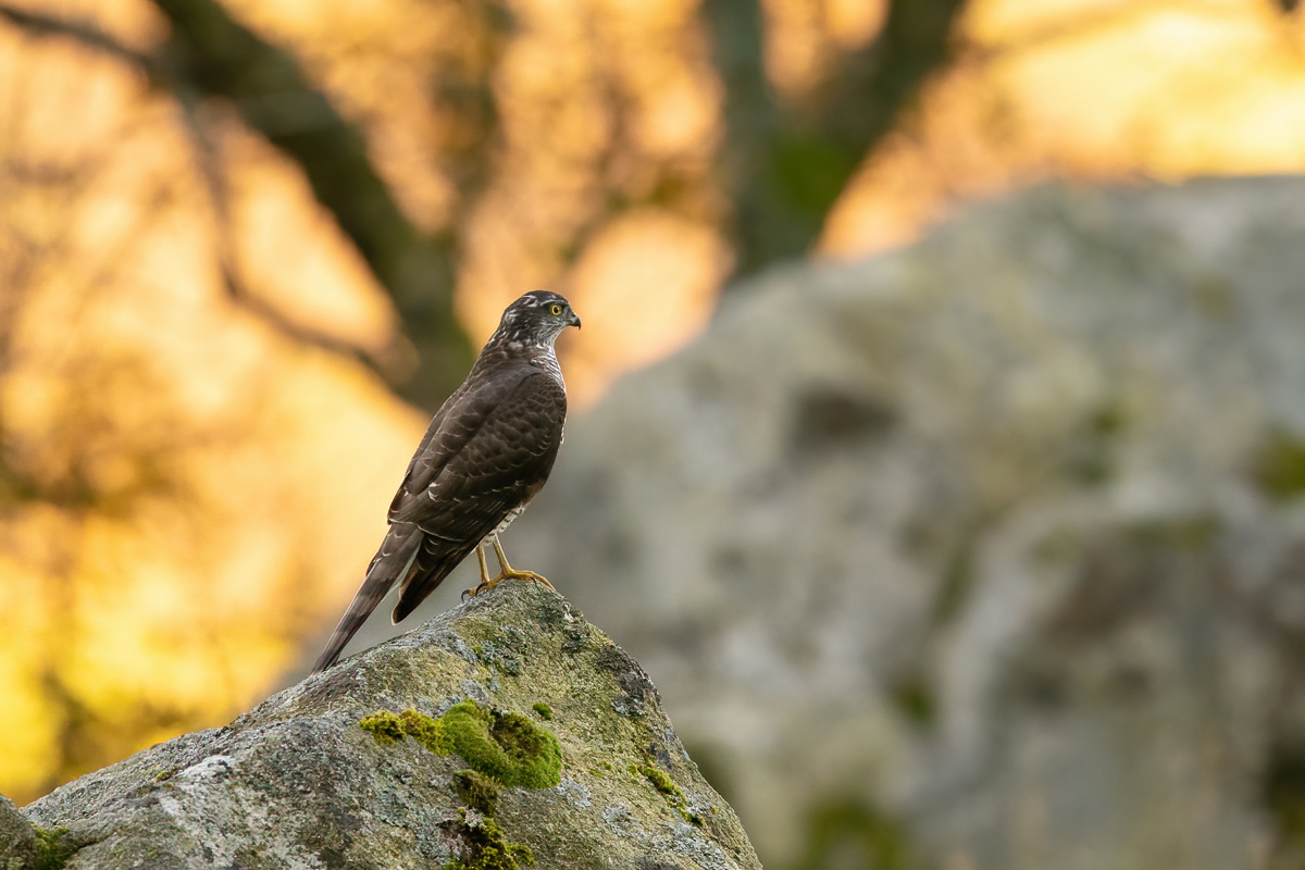 Sparrowhawk on a rock