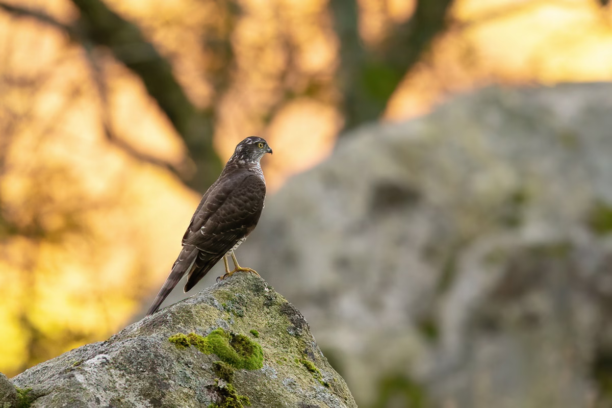 Sparrowhawk on a rock