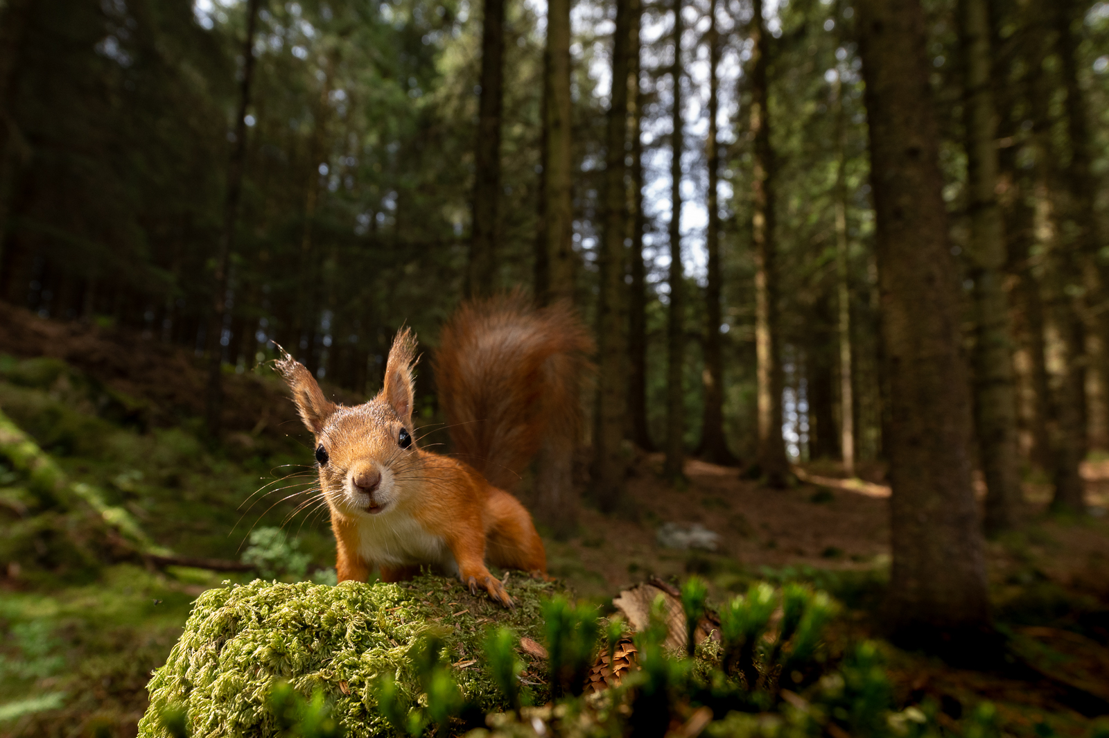 Squirrel with a wide view