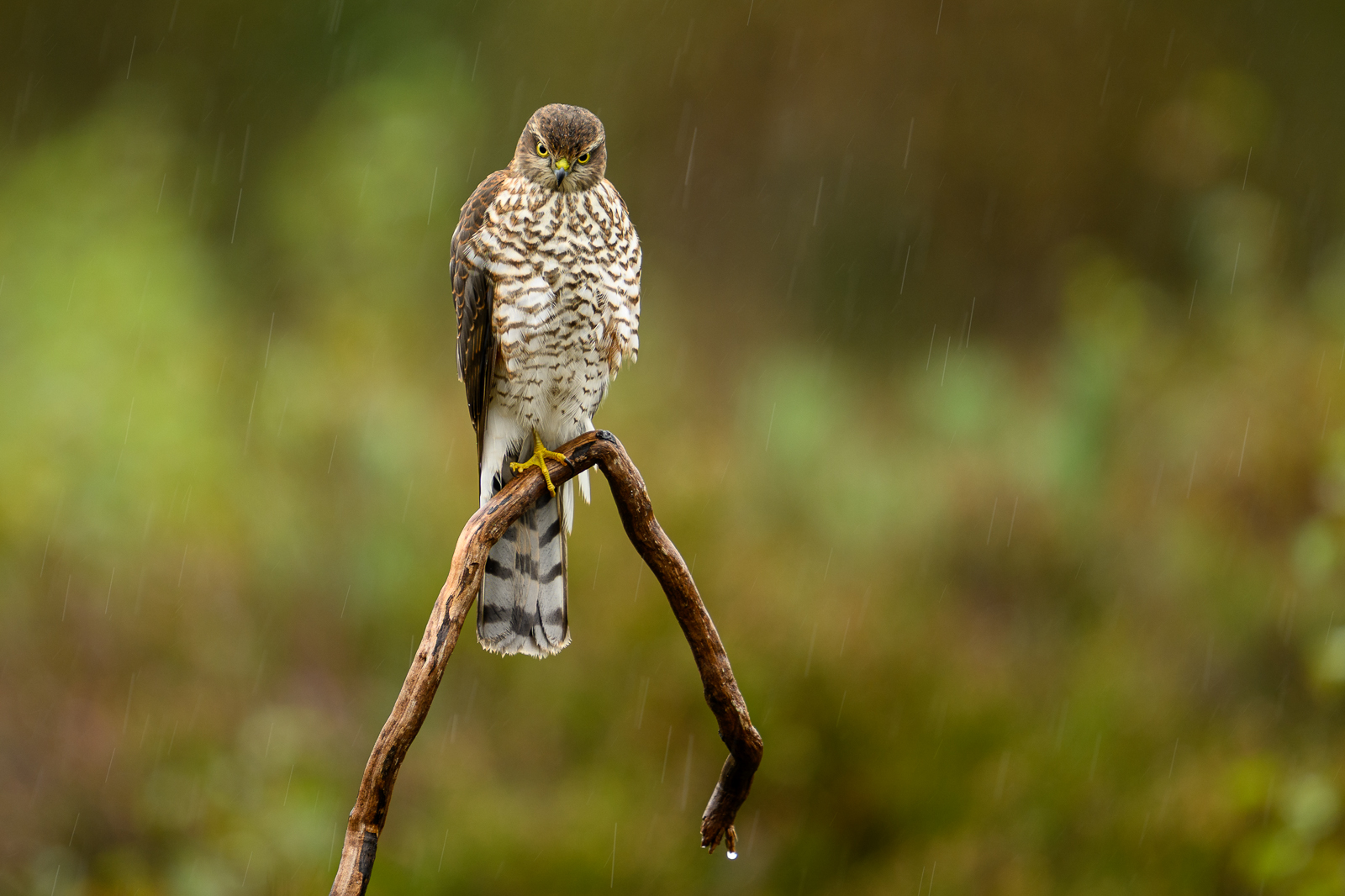 Sparrowhawk and long raindrops