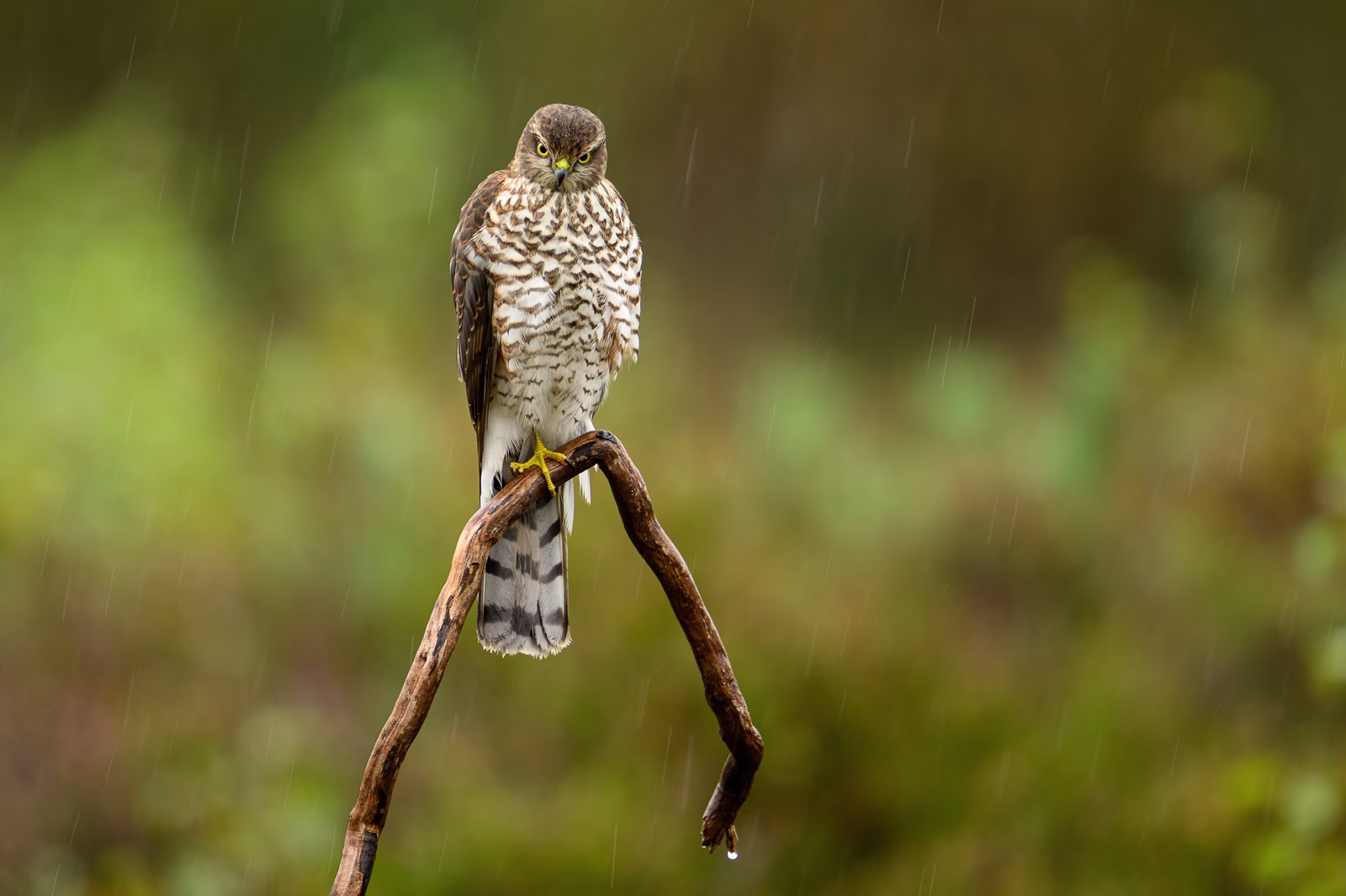 Sparrowhawk and long raindrops