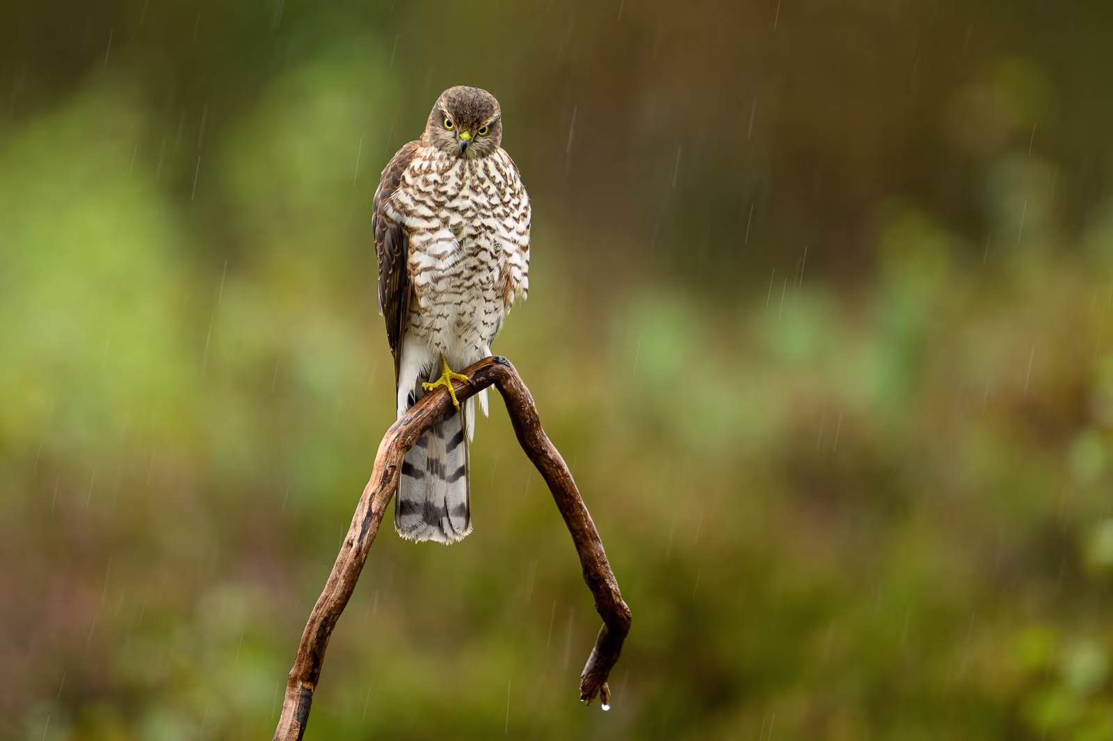 Sparrowhawk and long raindrops