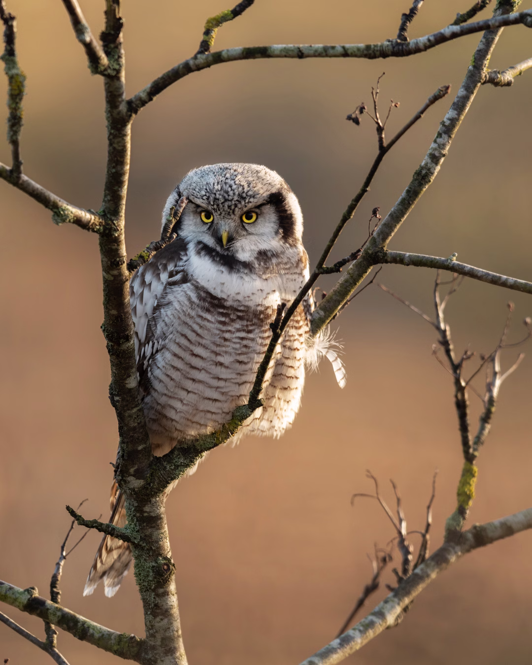 Northern hawk owl scanning the terrain