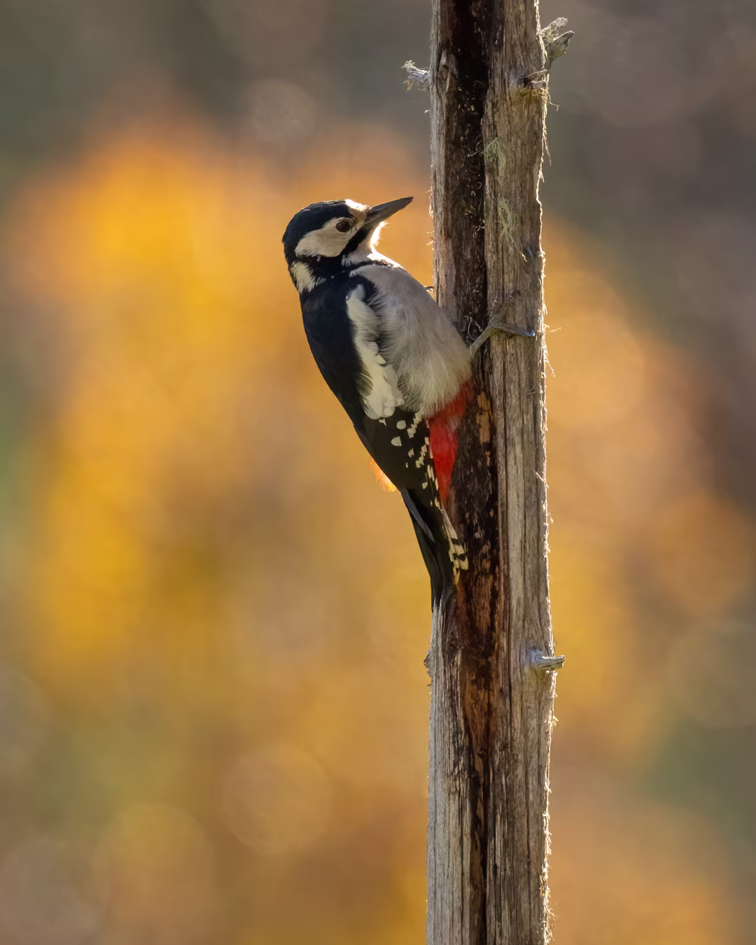 Woodpecker in golden backlight