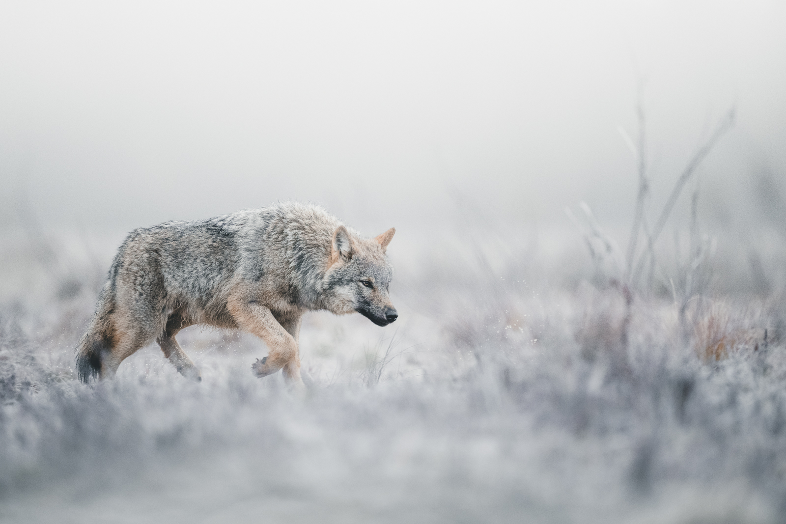 Wolf on a frosty morning