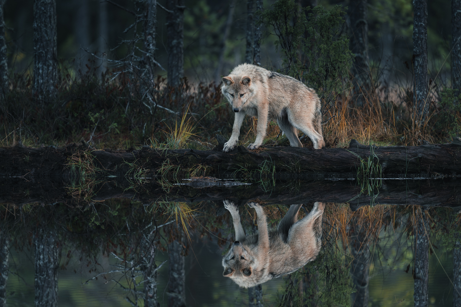 Wolf studying its own reflection
